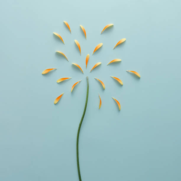 istock Yellow flower petals and stem as fireworks. Holiday concept. Flat lay. 683551992