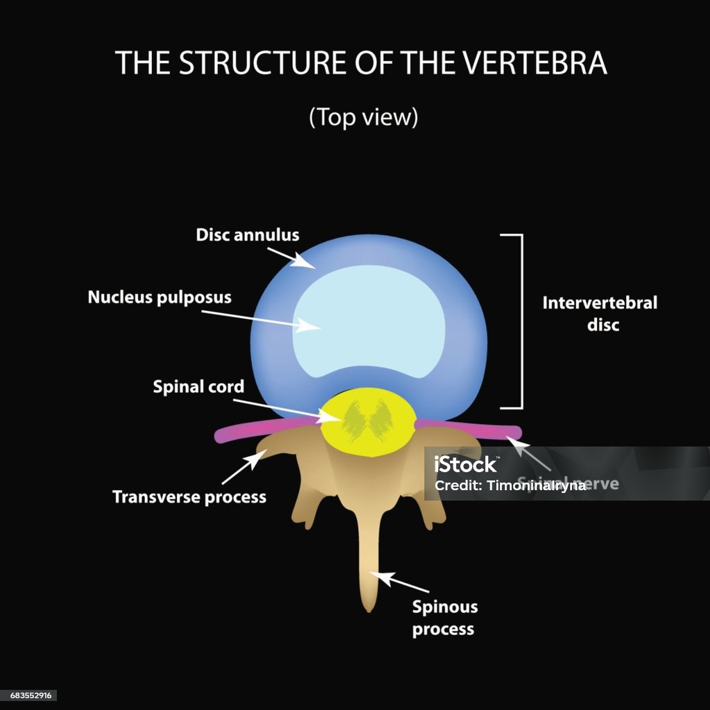 Intervertebral Intervertebral Disc Structure Spine Anatomy Goodman Campbell