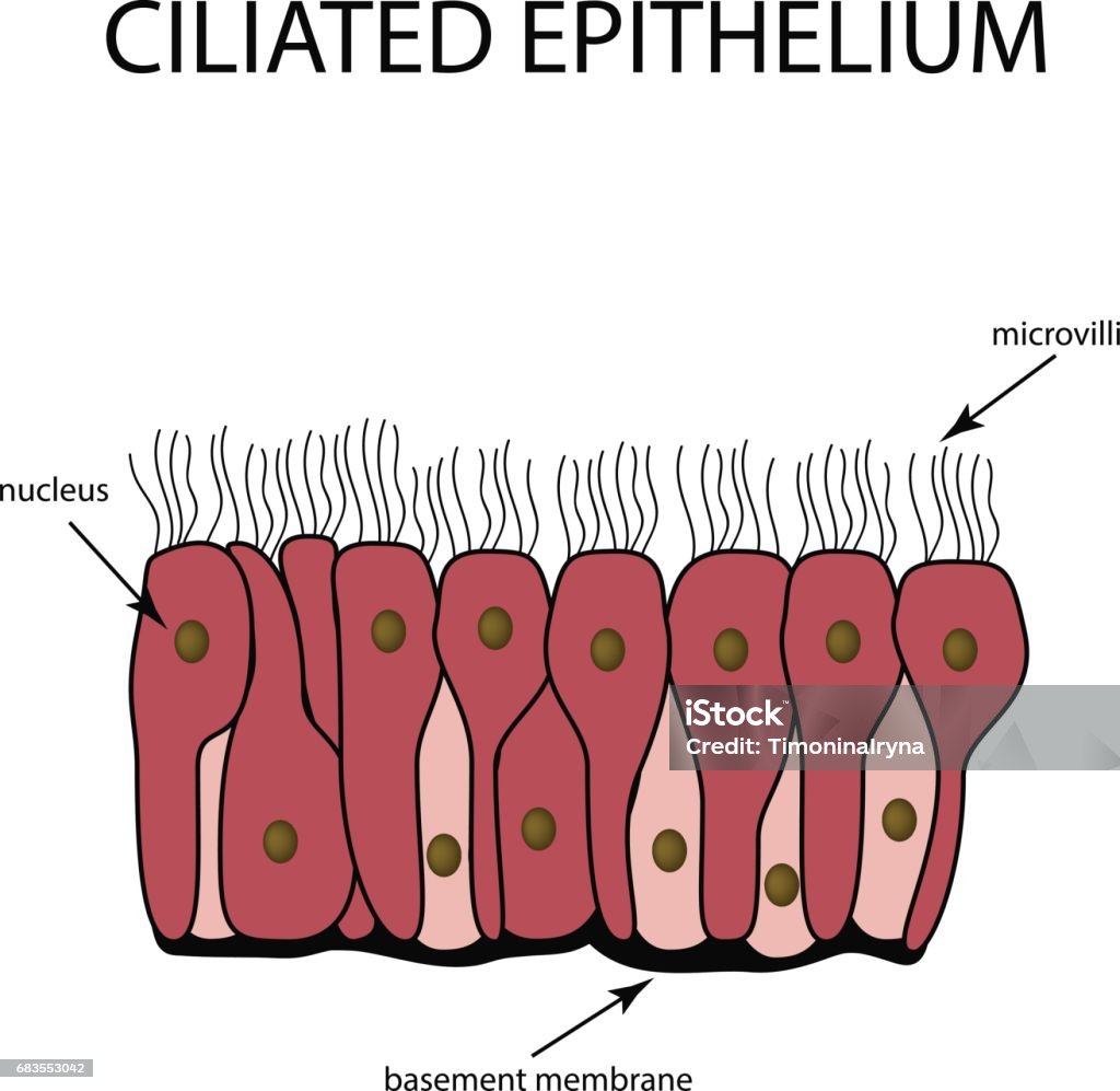 The structure of the ciliated epithelium. Infographics. Vector illustration on isolated background The structure of the ciliated epithelium. Infographics. Vector illustration on isolated background. Anatomy stock vector