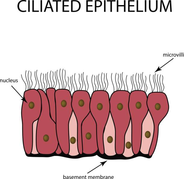The structure of the ciliated epithelium. Infographics. Vector illustration on isolated background The structure of the ciliated epithelium. Infographics. Vector illustration on isolated background. cuboidal epithelium stock illustrations