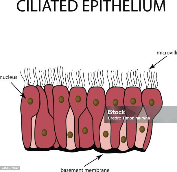 The Structure Of The Ciliated Epithelium Infographics Vector Illustration On Isolated Background Stock Illustration - Download Image Now
