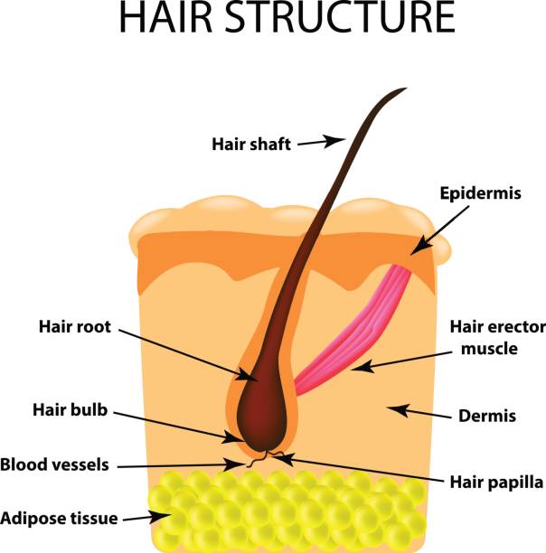 The Structure Of The Hair Infographics Vector Illustration On Isolated  Background Stock Illustration - Download Image Now - iStock