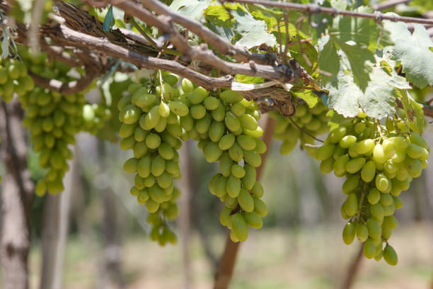 白ワイン ・ ブドウの大多数は、つるからハングします。緑の葉と熟したブドウ - grape white grape green muscat grape ストックフォトと画像
