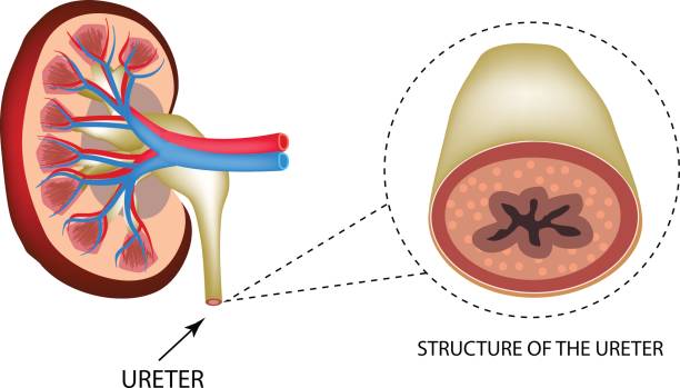 ilustraciones, imágenes clip art, dibujos animados e iconos de stock de estructura del uréter. estructura de los riñones. infografía. ilustración vectorial sobre fondo aislado - anatomy animal vein blood human artery