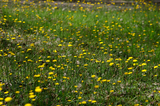 Nature Spring Background with blossoming dandelion flowers.