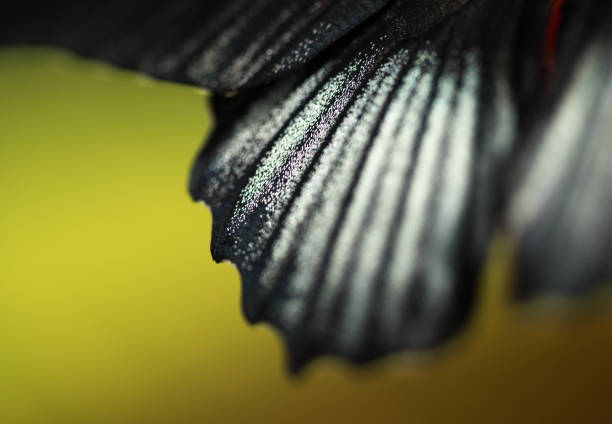 Abstract image of a butterfly wing