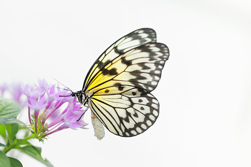 Close-up image of a Butterfly on a flower