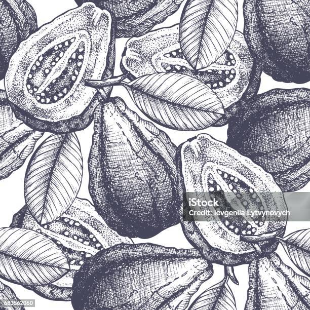 Guava Pattern Vector Guava Pattern Stock Illustration - Download Image Now ...