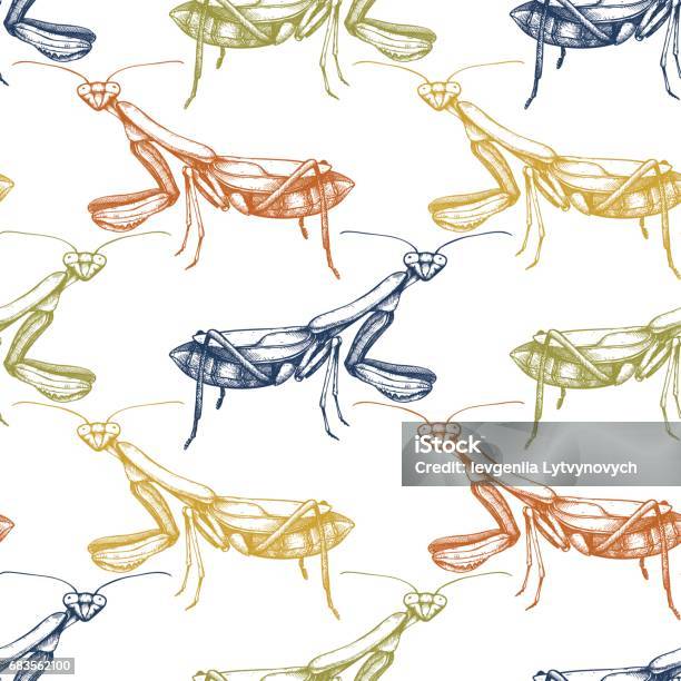 Simple Mantis Vector Vector Mantis Pattern Stock Illustration - Download Image Now - Praying ...
