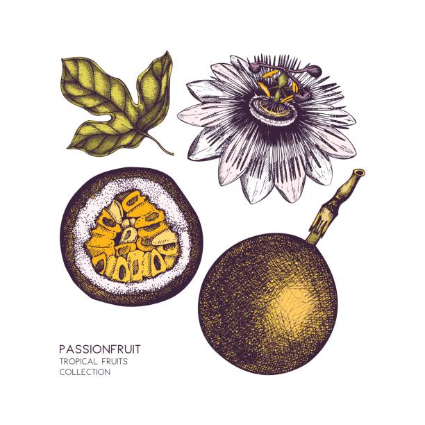 Vector passionfruit illustration Dark purple passion fruit  hand drawn illustration. Vintage Passiflora sketch design passion fruit flower stock illustrations