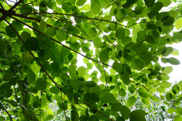 istock Tree branch over blurred green leaves background 683562128