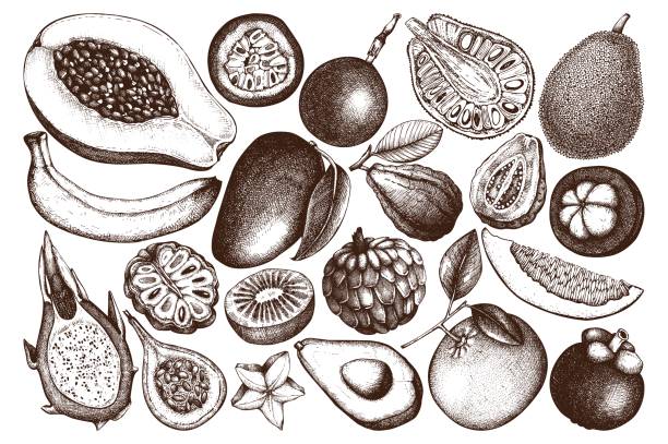 Tropical fruits collection Vector collection of hand drawn tropical fruits illustration. Vintage set of leaves, fruits, flowers sketch white background. Exotic garden drawing. mango fruit drawing stock illustrations