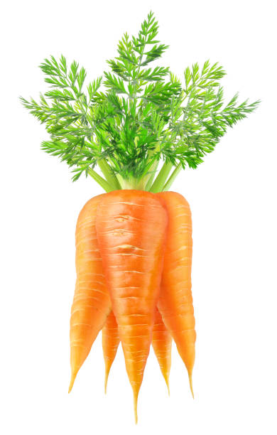 istock Isolated bunch of carrots 683565404