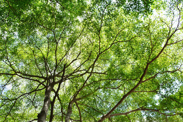 istock leaves on the branches,nature green Background 683565504
