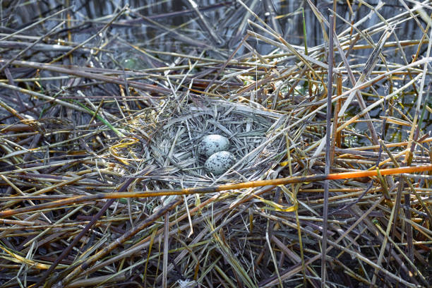istock Laying eggs in a nest on the water in the wild. 683578526