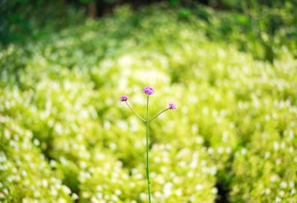 Purple flower with bokeh background.