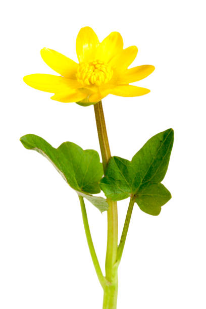 istock ficaria verna yellow spring flowers isolated on white background 683582270