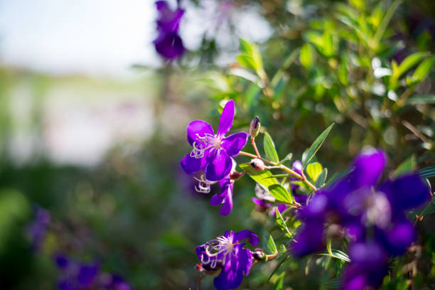 istock Purple flower with bokeh background. 683582448