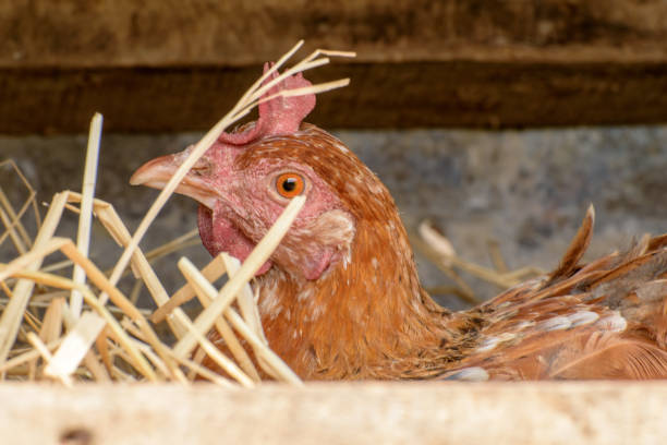 Breeding hen Breeding hen sitting on a nest in the stable or henhouse. avian flu virus photos stock pictures, royalty-free photos & images