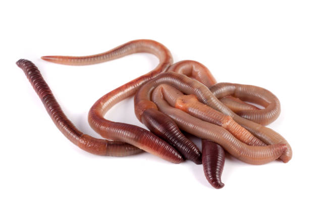 istock bunch of earthworms isolated on white background macro 683583382