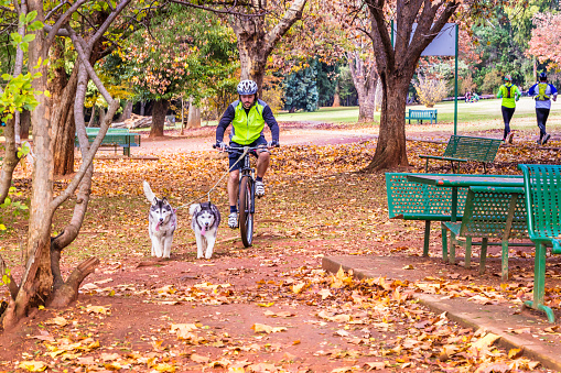 Cyclist with two siberian huskies running ahead on a leash at the Johannesburg botanical gardens during autumn. Two joggers going by in the distance.