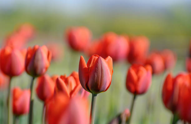 istock Red tulips growing on a green field at springtime. 683586668