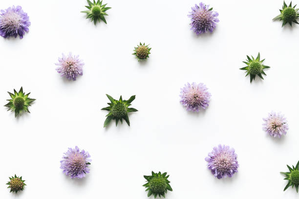 istock Floral Arrangement On White Background 683587066