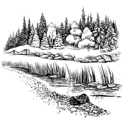 Black and white vector illustration of river landscape with forest. Bank of the river with reed, cattail trees and firs. Sketchy style.