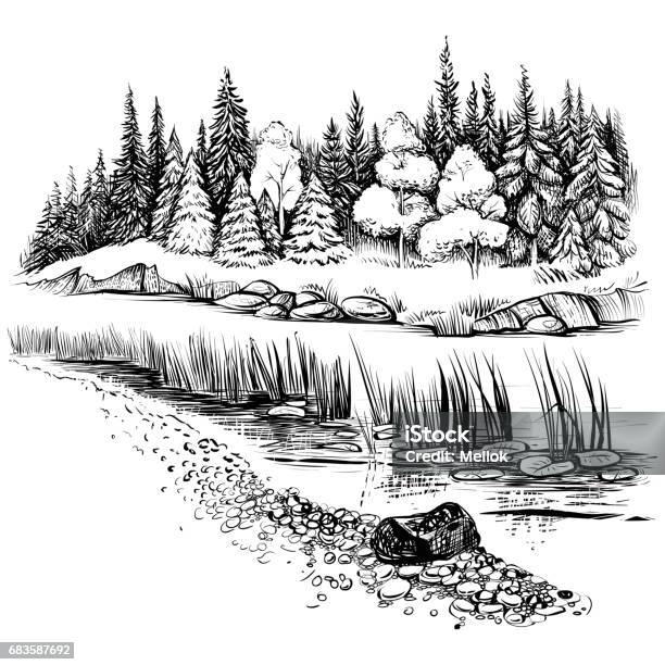 River Landscape With Conifer Forest Vector Illustration Stock Illustration - Download Image Now