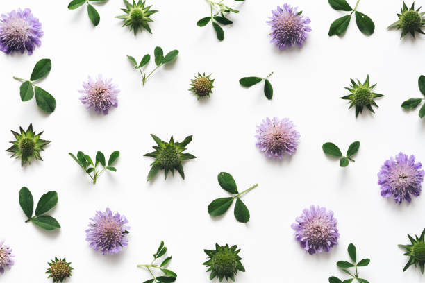 istock Floral Arrangement On White Background 683587702