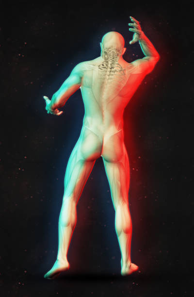 istock 3D male figure holding neck in pain 683590000
