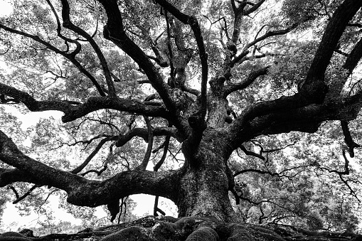Black and white nature photo of a very old oak tree with long branches and sturdy roots.
