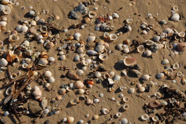 istock Mussels on the beach of Spain 683597198