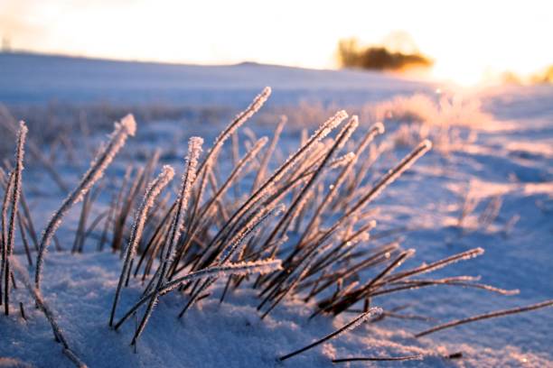istock 4 Seasons 683598056