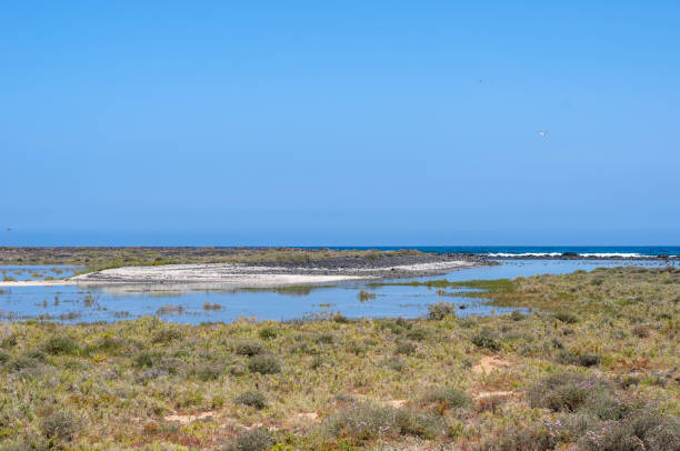 istock Flora of Lobos Island in Canary Islands, Spain 683600536
