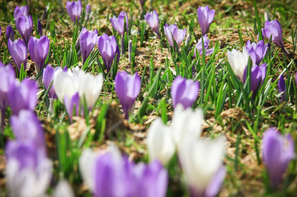 istock White and purple crocus flowers 683605286