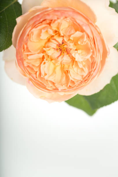 istock orange Masora rose blooming with white background 683608436