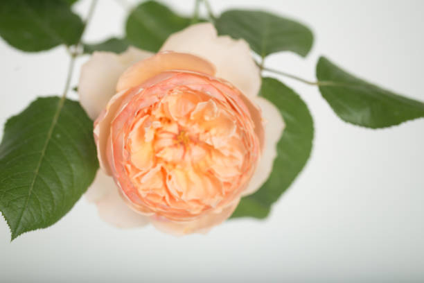 istock orange Masora rose blooming with white background 683608502