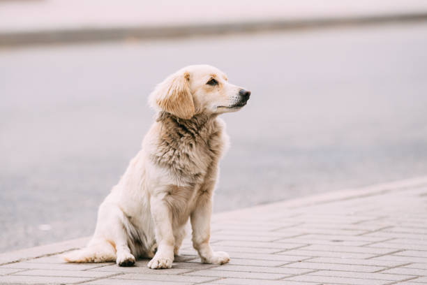 istock White Medium Size Mixed Breed Homeless Dog Sit Outdoor On Street 683612652