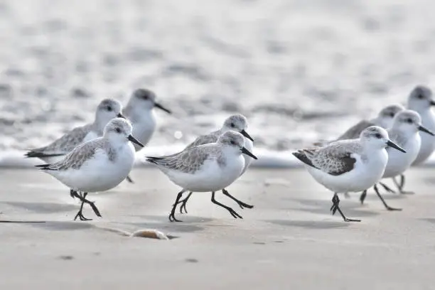 Photo of Sanderling(Calidris alba)