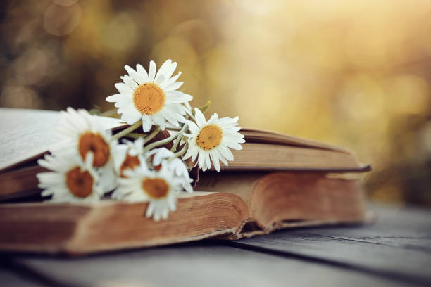 istock Bouquet of camomiles rested on an old book. 683613786