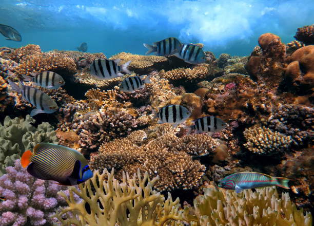 istock Coral reef underwater panorama with school of colorful tropical fish 683616906