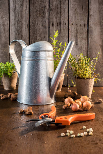 istock garden pruner on wooden table 683617300
