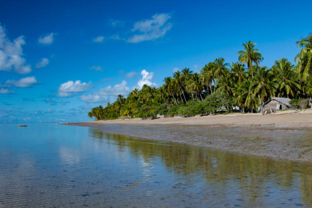 istock Coconut trees at Patacho Beach, Alagoas. 683617476