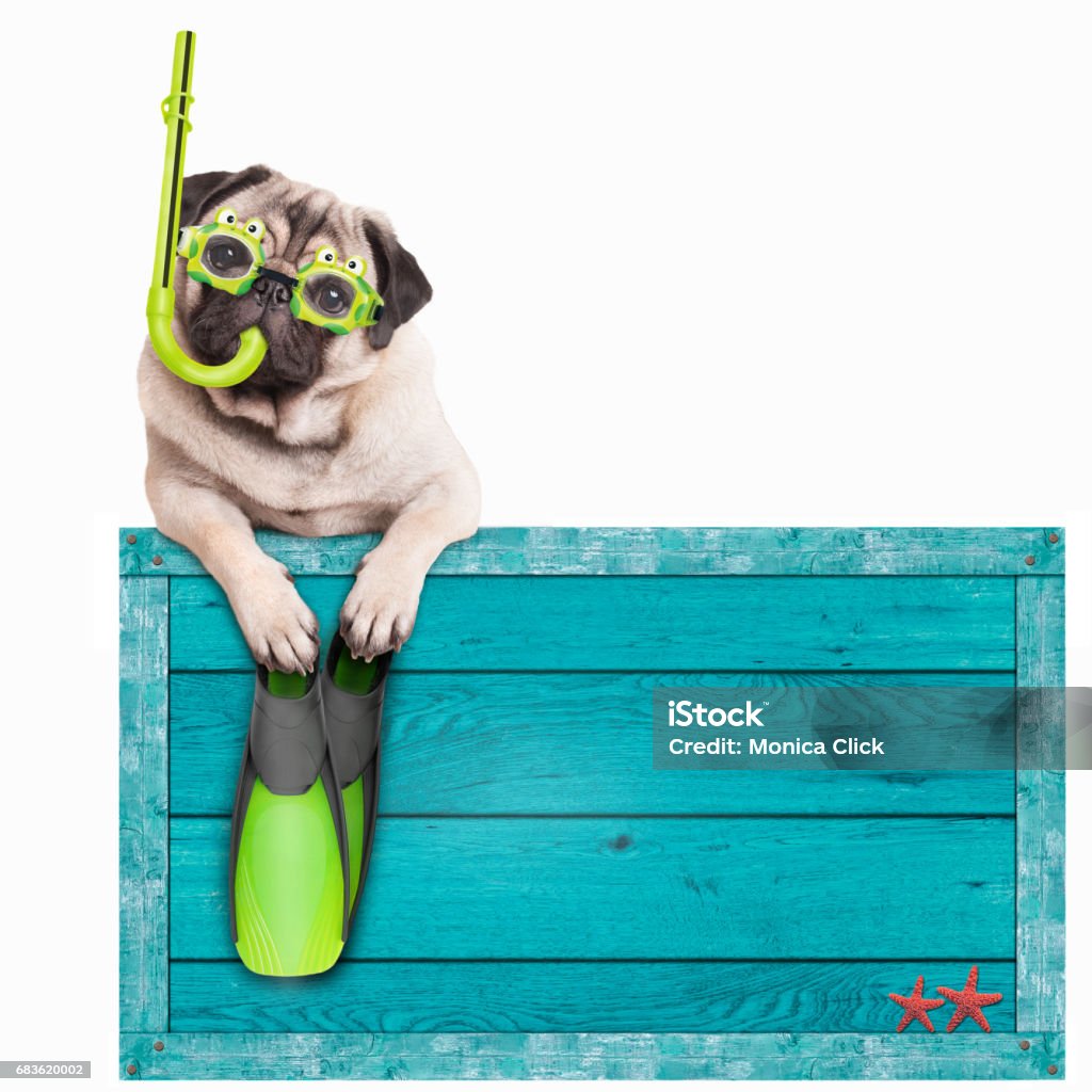Mops Hund mit blauer Vintage Holz Strand zu unterzeichnen, mit Brille, Schnorchel und Flossen für den Sommer, isoliert auf weißem Hintergrund - Lizenzfrei Hund Stock-Foto