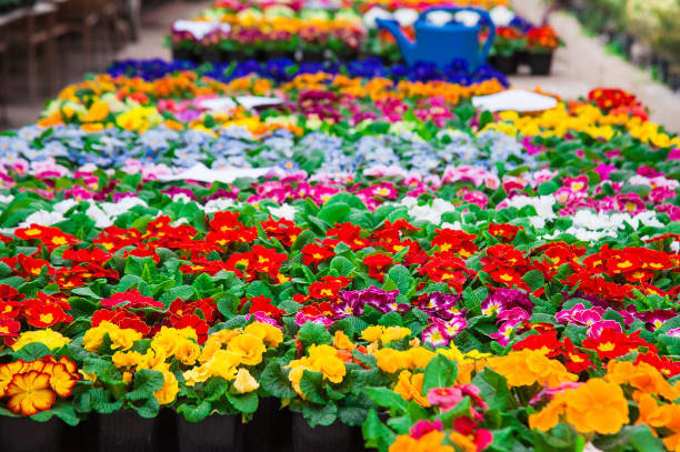 istock Garden greenhouse. Agribusiness 683620488