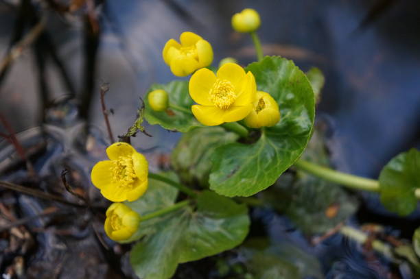 istock Bright yellow buttercups - anemones near a forest river 683628514