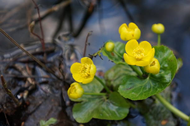 istock Bright yellow buttercups - anemones near a forest river 683628560