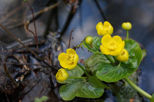 istock Bright yellow buttercups - anemones near a forest river 683628584