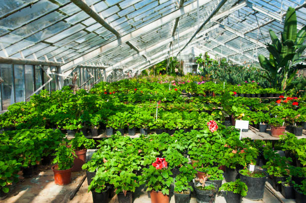istock Garden greenhouse. Agribusiness 683629260
